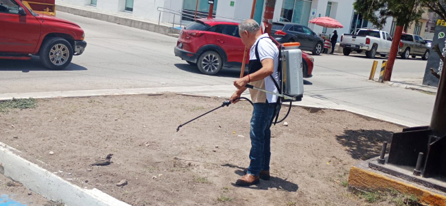 Fumigan contra pulgas y garrapatas en Allende