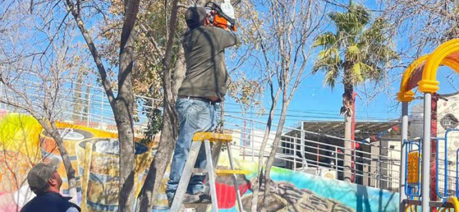 Realizan poda de árboles en plaza principal de Allende