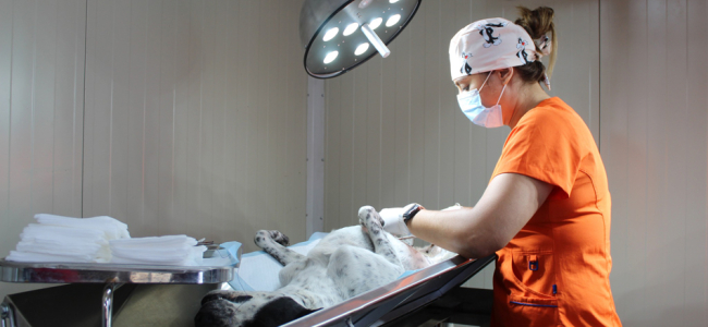 Con éxito realizan campaña de esterilización de mascotas en Zaragoza