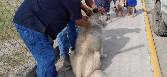 Realizan jornada de vacunación antirrábica en colonia Presidentes